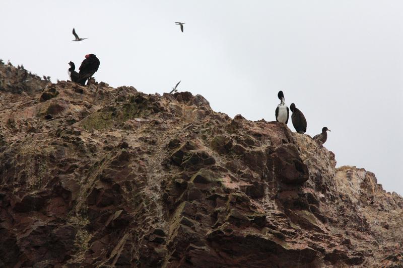1231-Isole Ballestas,19 luglio 2013.JPG